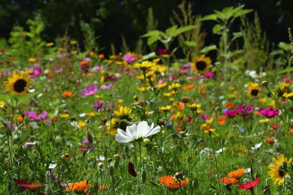 tanja-drost_blumenwiese