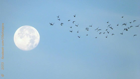 der-flug-zum-mond